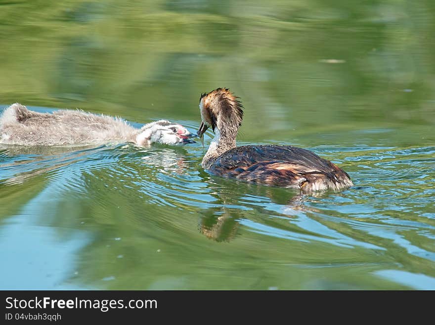 Great crested grebe while cue her chick