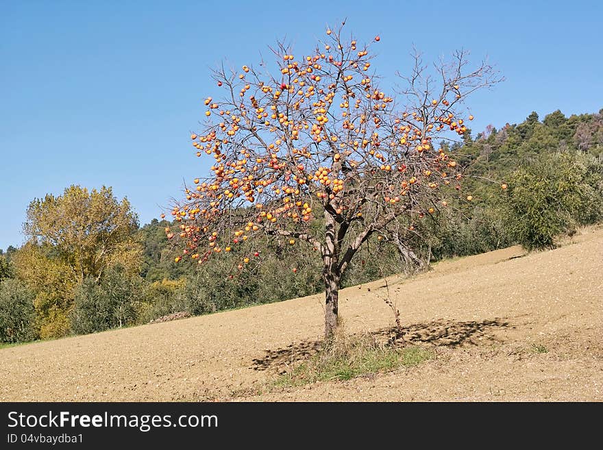 Plant of persimmon full of ripe fruits