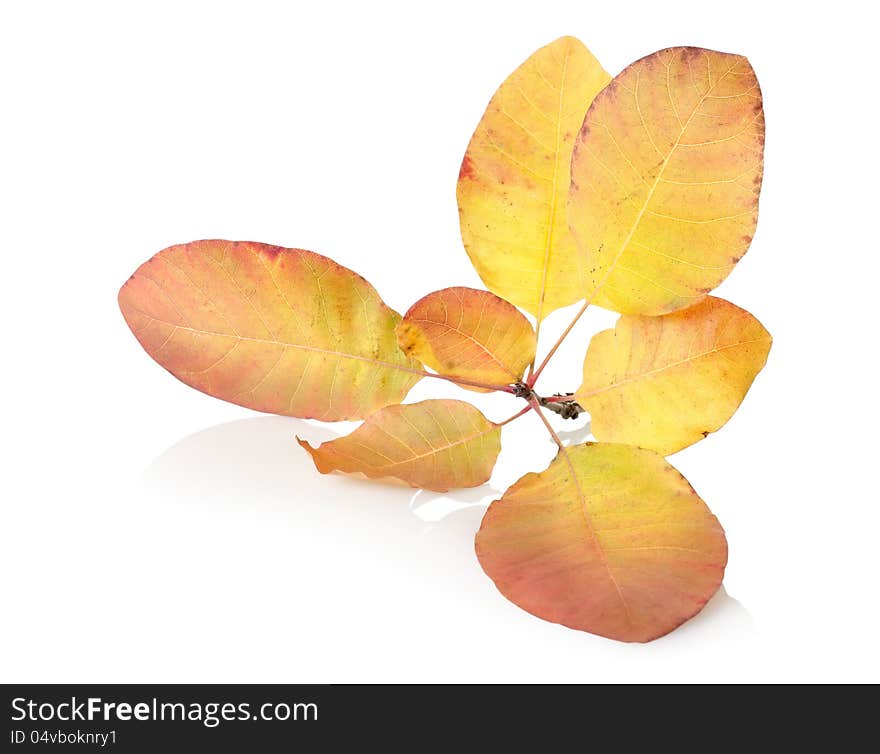 Branch with autumn leaves