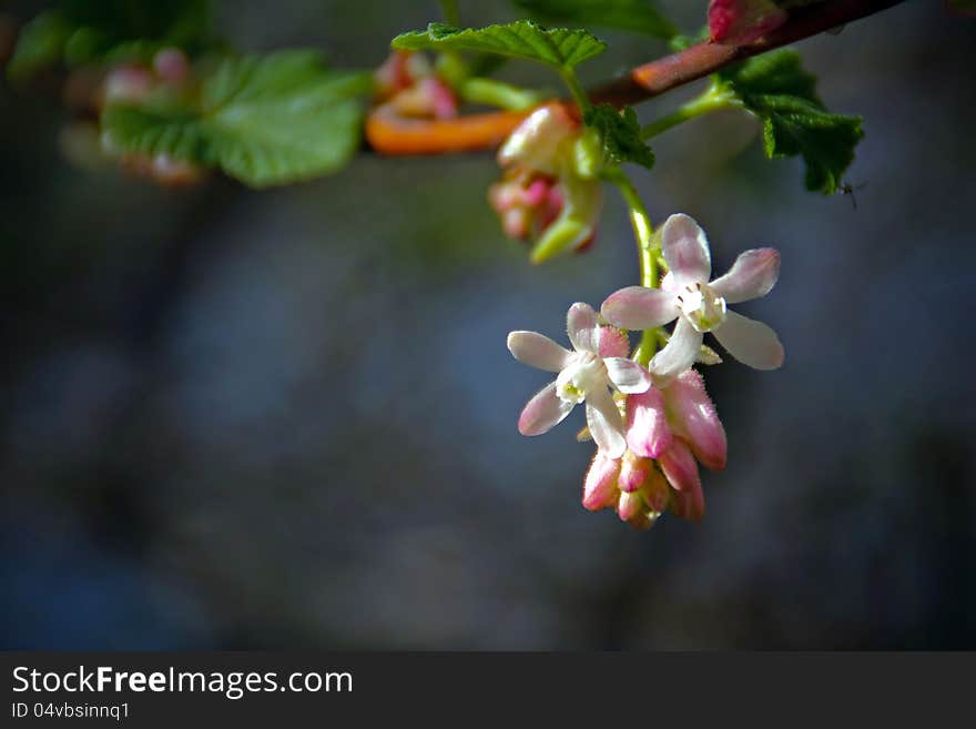 Blossom of the bushes in spring