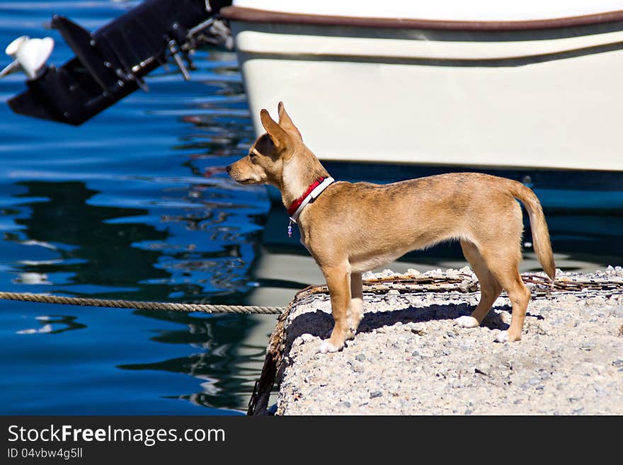 Dog looking at the sea in the harbor. Dog looking at the sea in the harbor