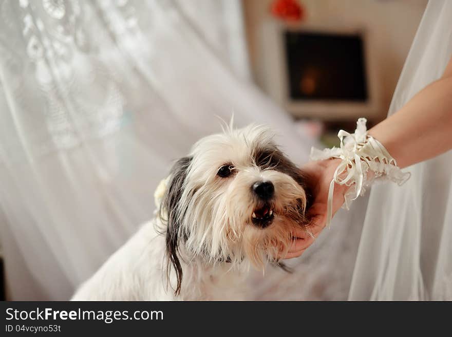 White shaggy dog stroking a woman's hand. White shaggy dog stroking a woman's hand