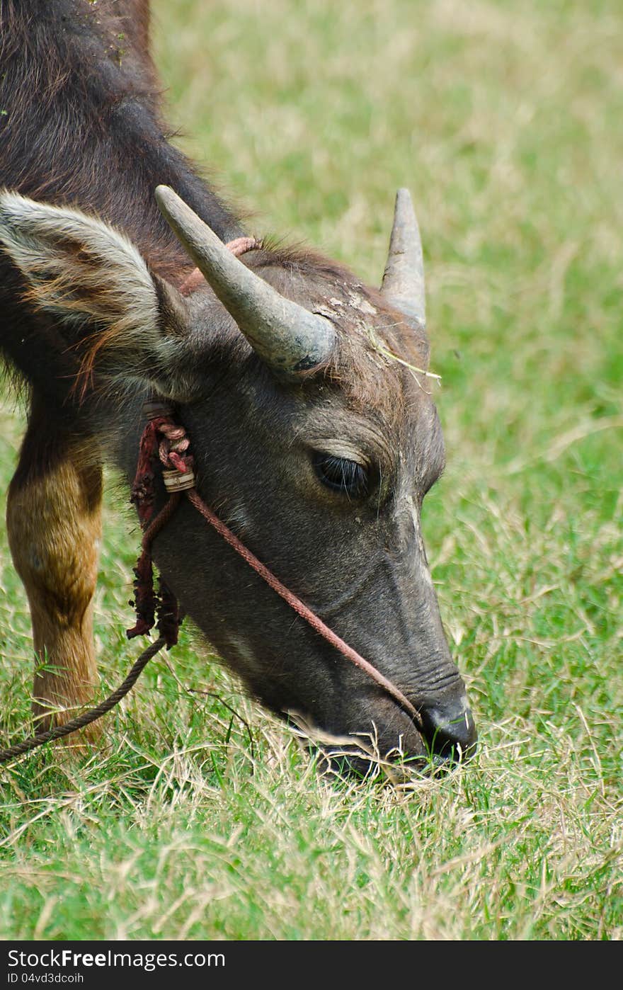 Thai buffalo