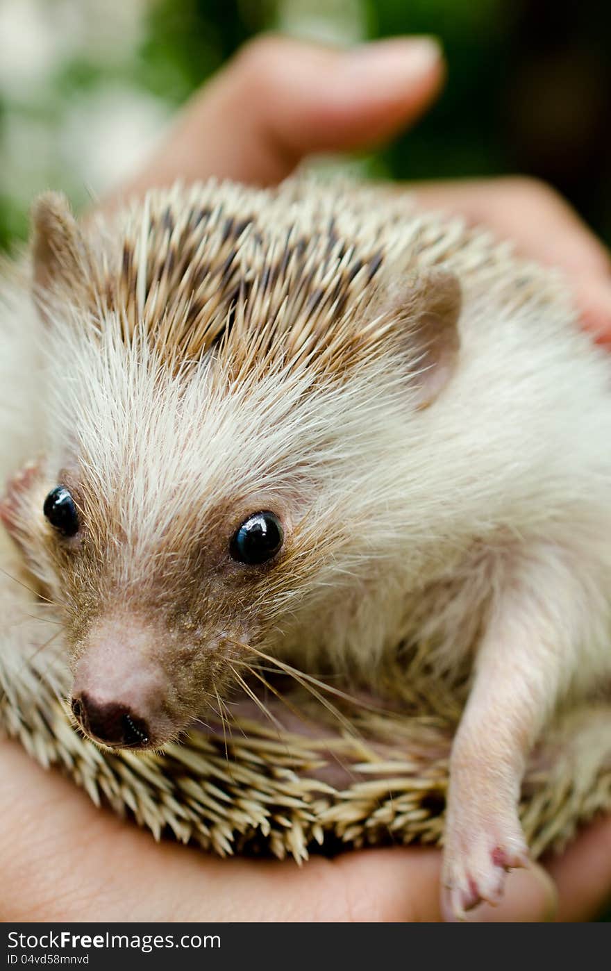 African pygmy hedgehog on hand holding