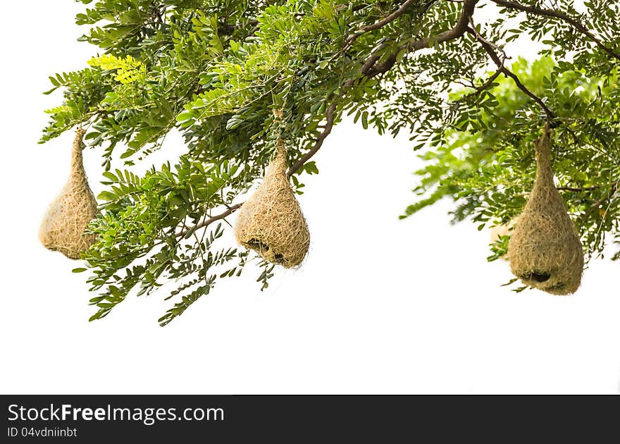 Baya weaver bird nest