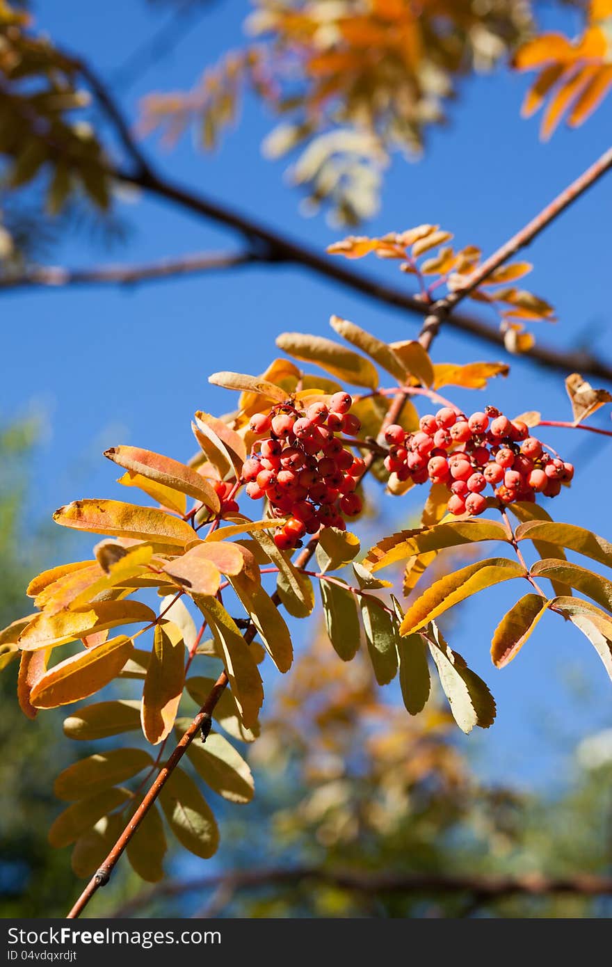 Autumn leaves and red berries on a background of blue sky. Autumn leaves and red berries on a background of blue sky.