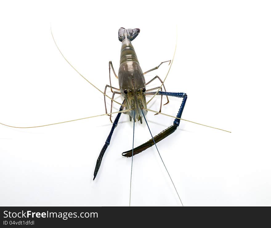 Giant Freshwater Prawn (Macrobra chium rosenbergii de Man) on white background