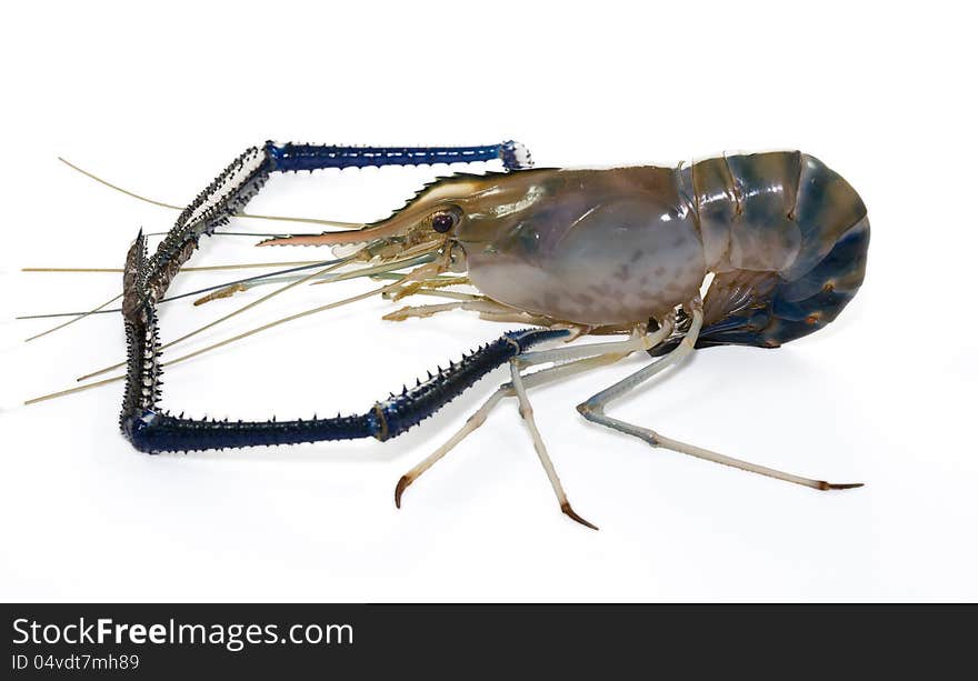 Giant Freshwater Prawn (Macrobra chium rosenbergii de Man) on white background