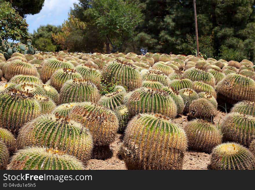 Echinocactus Cactus Garden in Blanes - Pinya de Rosa