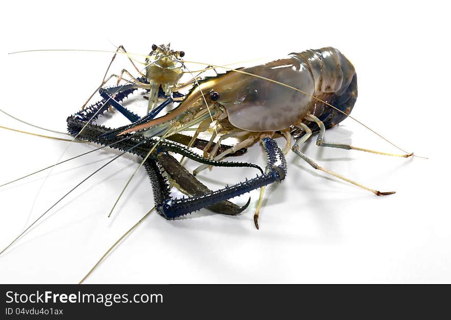 Giant Freshwater Prawn (Macrobra chium rosenbergii de Man) on white background