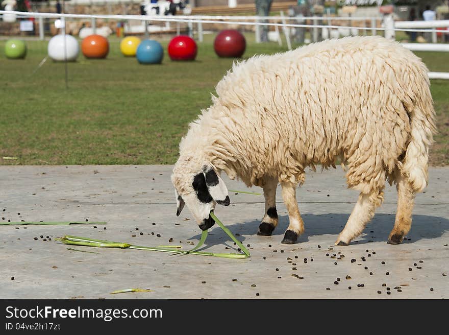 Sheep eating grass in the farm