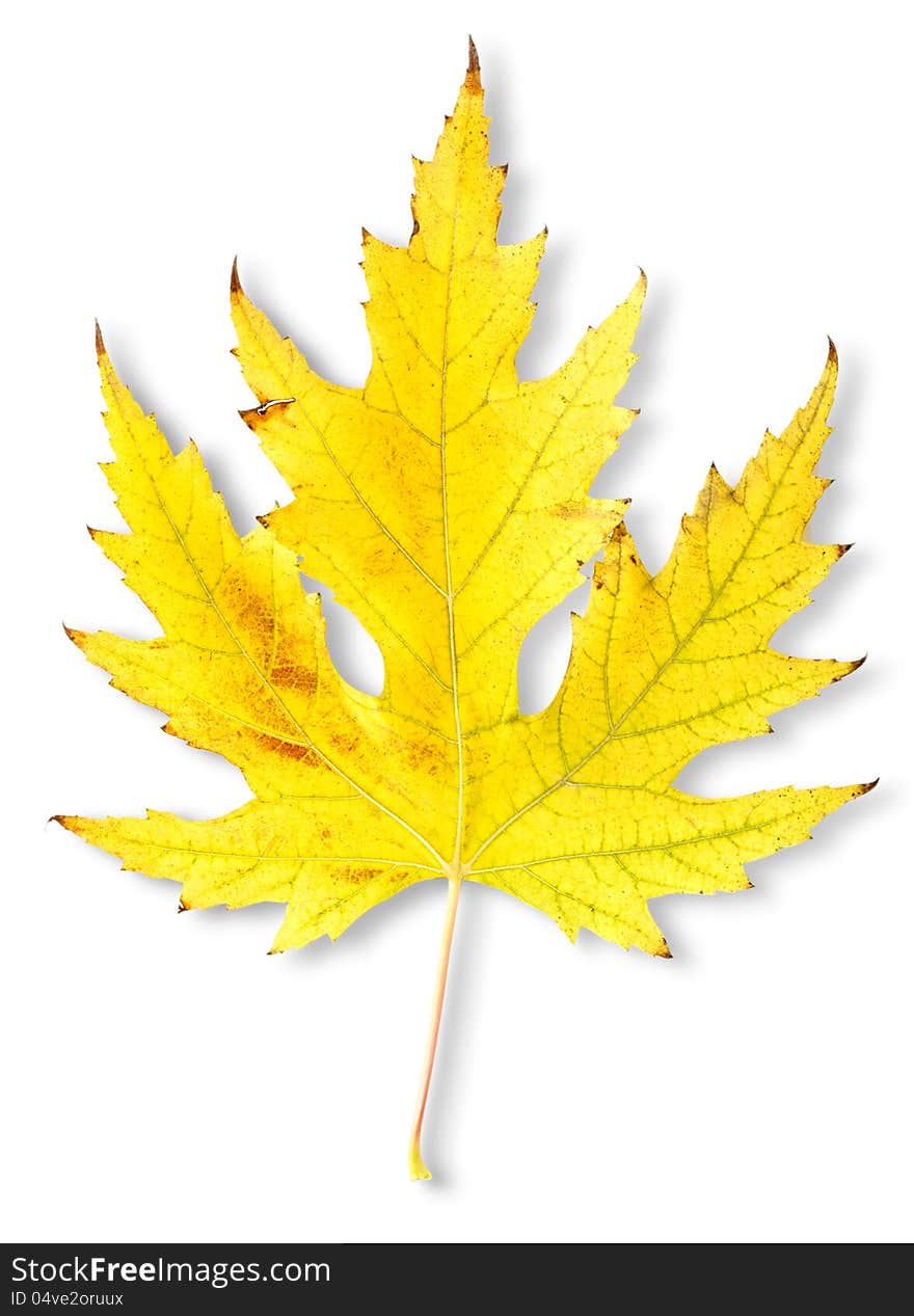 Autumn maple leaf  on a white background