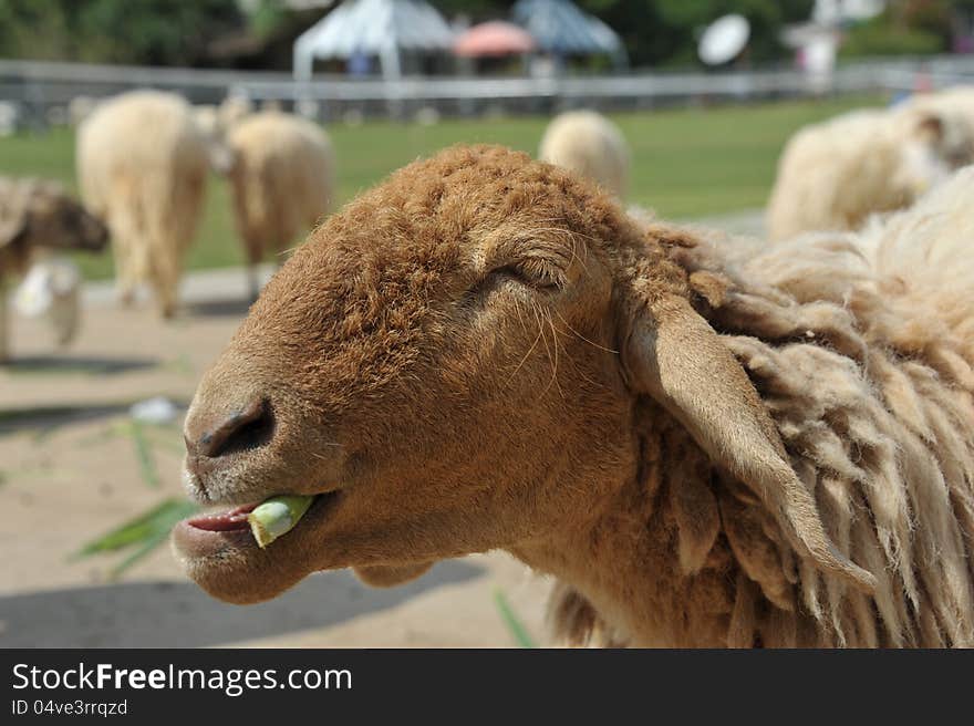 Brown sheep eating grass in the farm