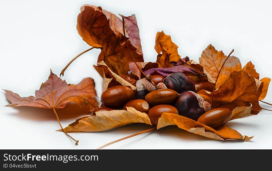 Different autumn decoration with leaf and nut in white