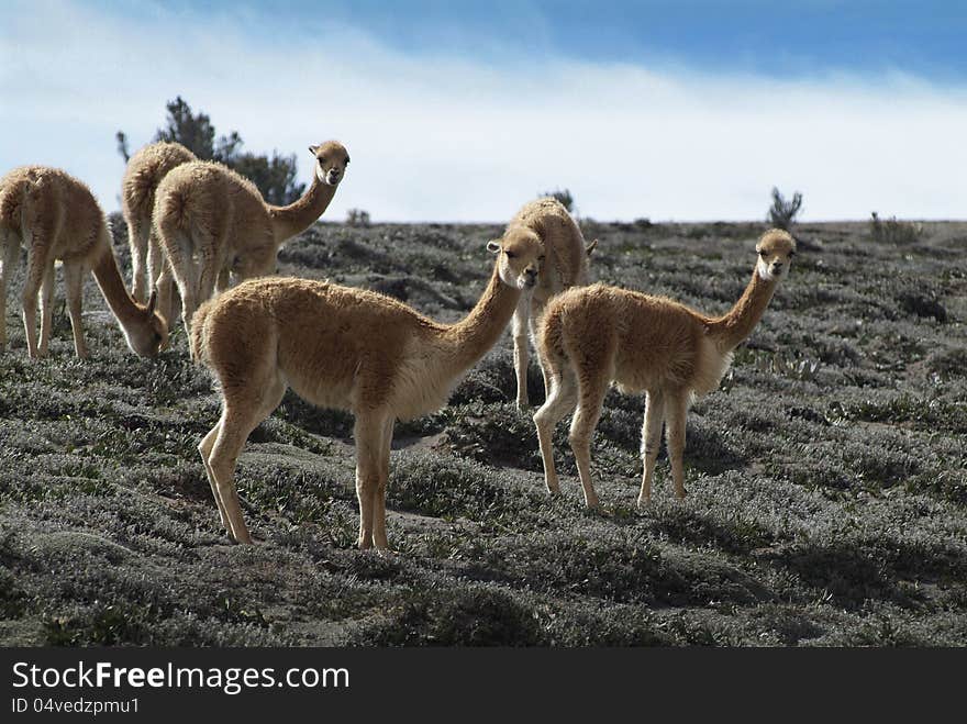 Guanaco