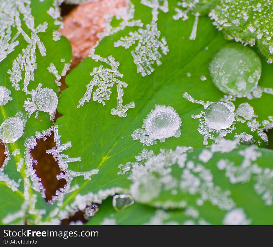 Icy Morning Dew