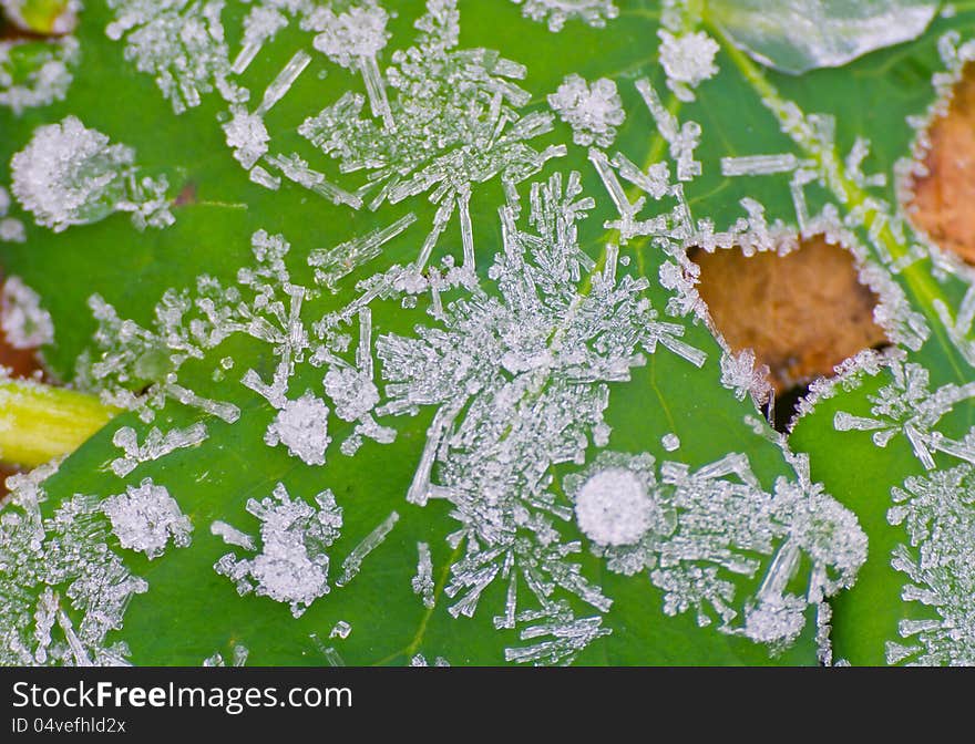 Icy Morning Dew