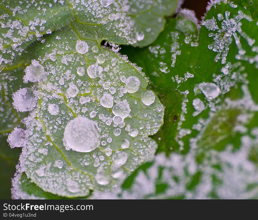 Icy morning dew