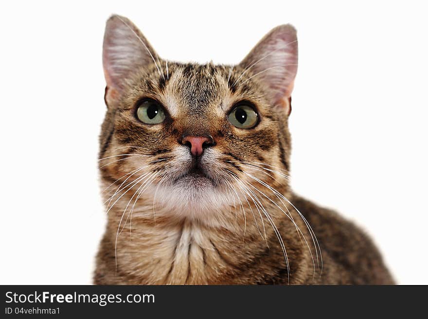 European cat on white background