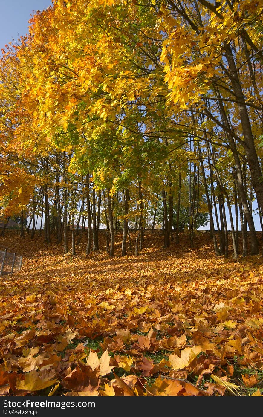 Autumn scene