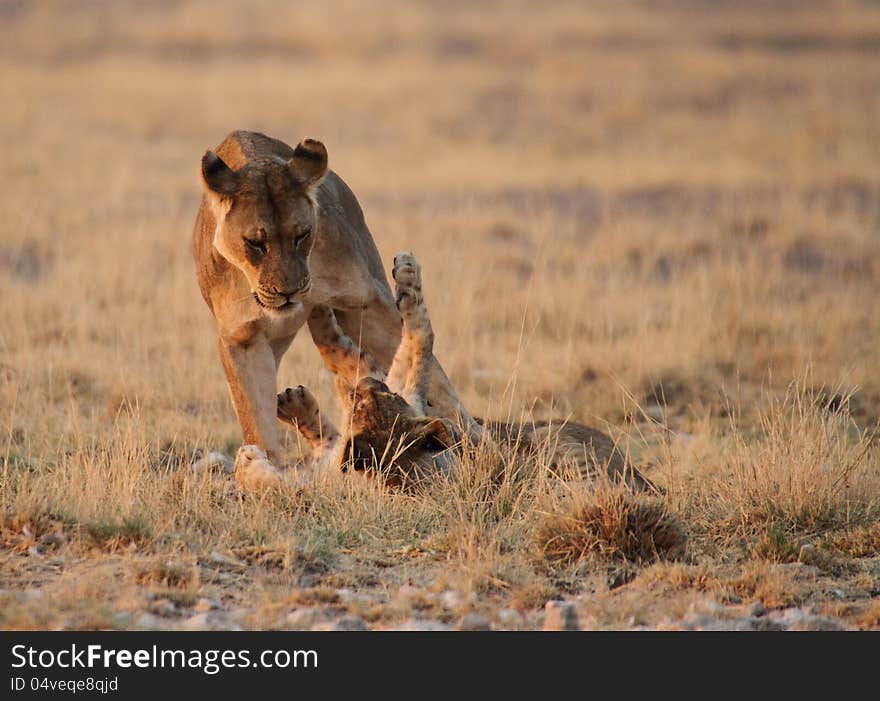 Lioness  playing with cub