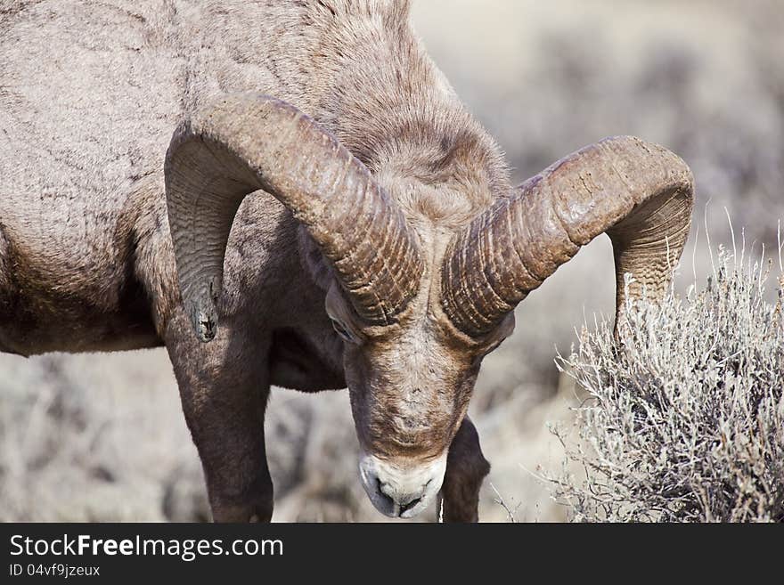 The Bighorn ram lowers its head in an offensive stance. The Bighorn ram lowers its head in an offensive stance.