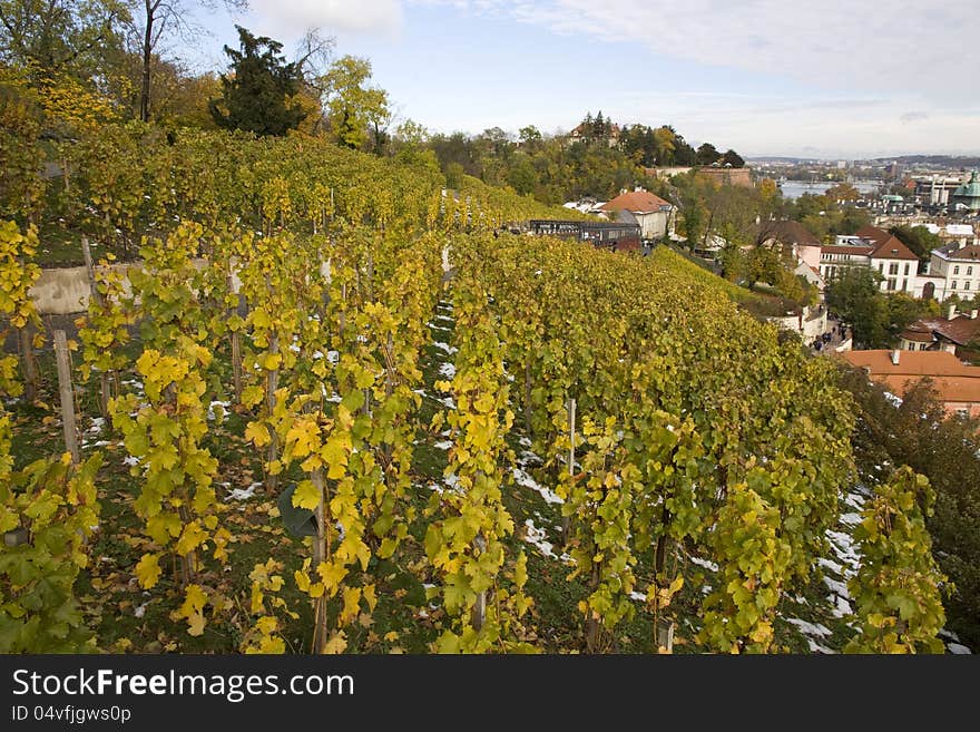 Vineyard in the center of the city in winter