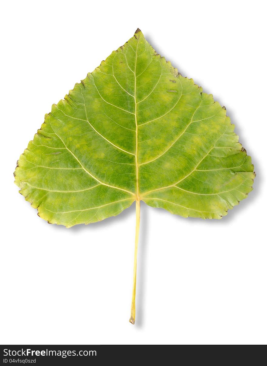 Autumn Leaf Poplar