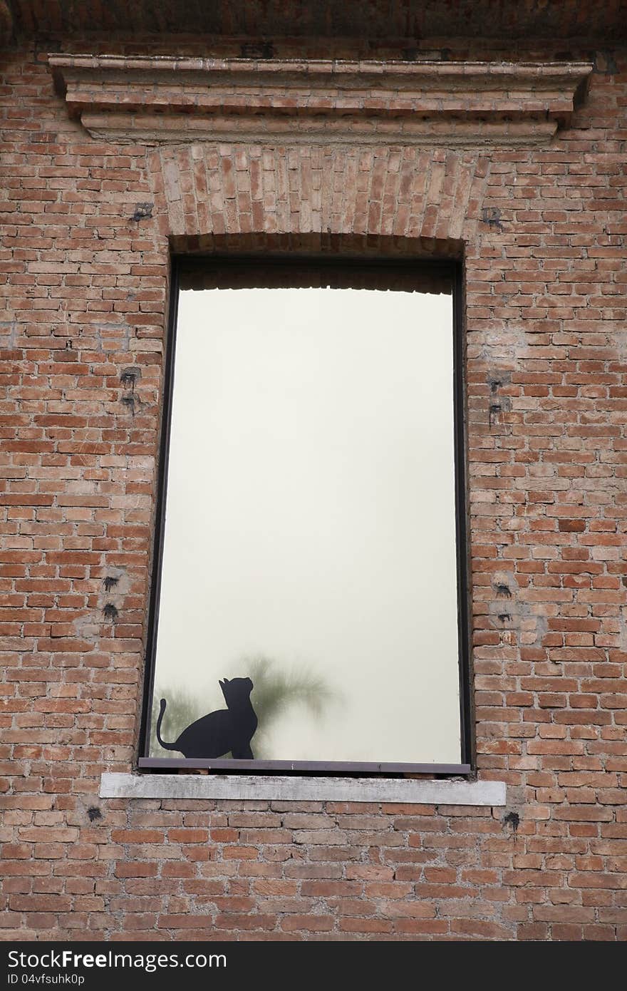 Cat in window