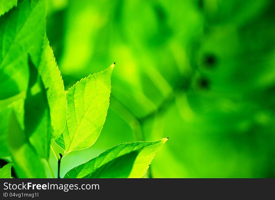 Beautiful green leaves in wood