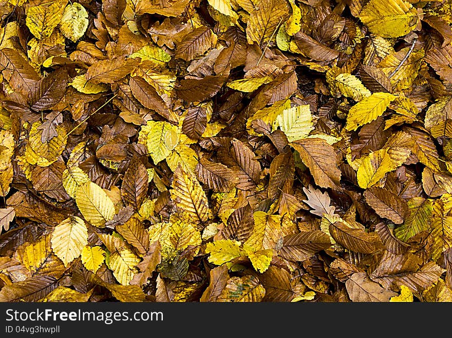 Background group autumn orange leaves. Background group autumn orange leaves.