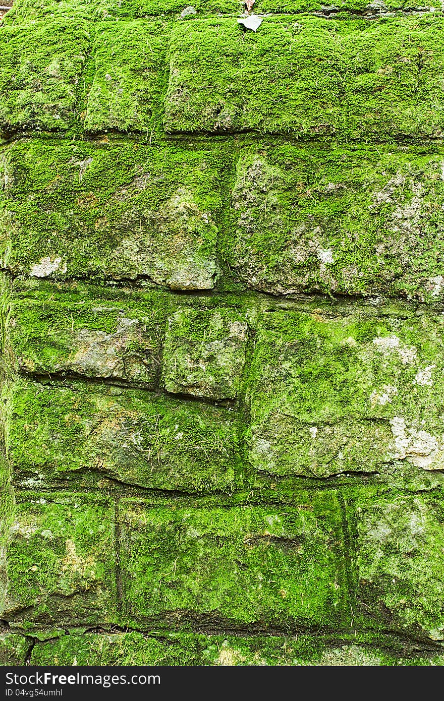 Old brick wall covered with green moss. Old brick wall covered with green moss