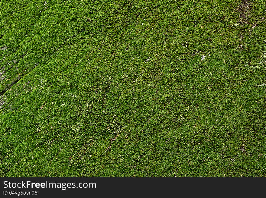 The Green Moss texture background