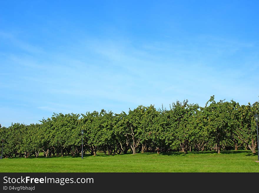 Large apple orchard in Russia summer day. Large apple orchard in Russia summer day