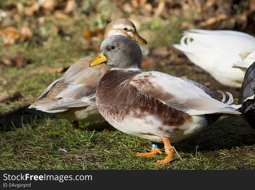 Mini Ducks