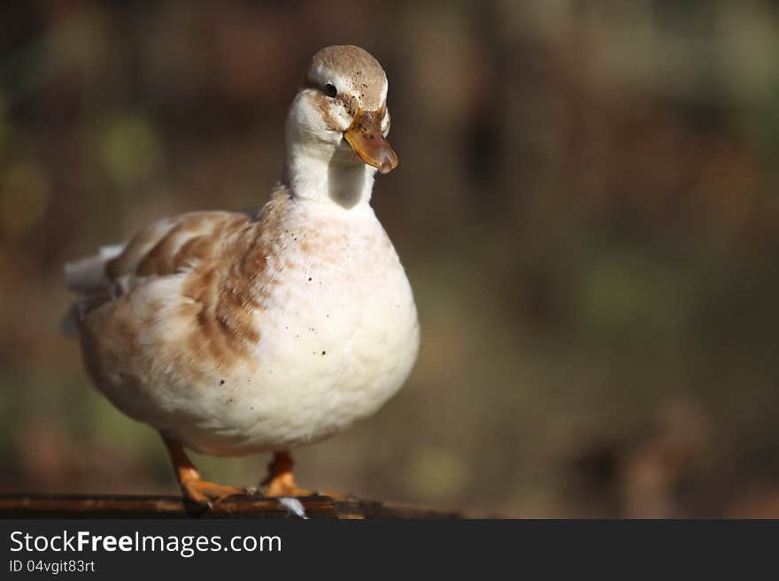 The original of Mini duck that was came from England