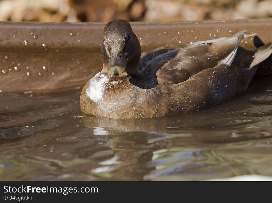 The original of Mini duck that was came from England