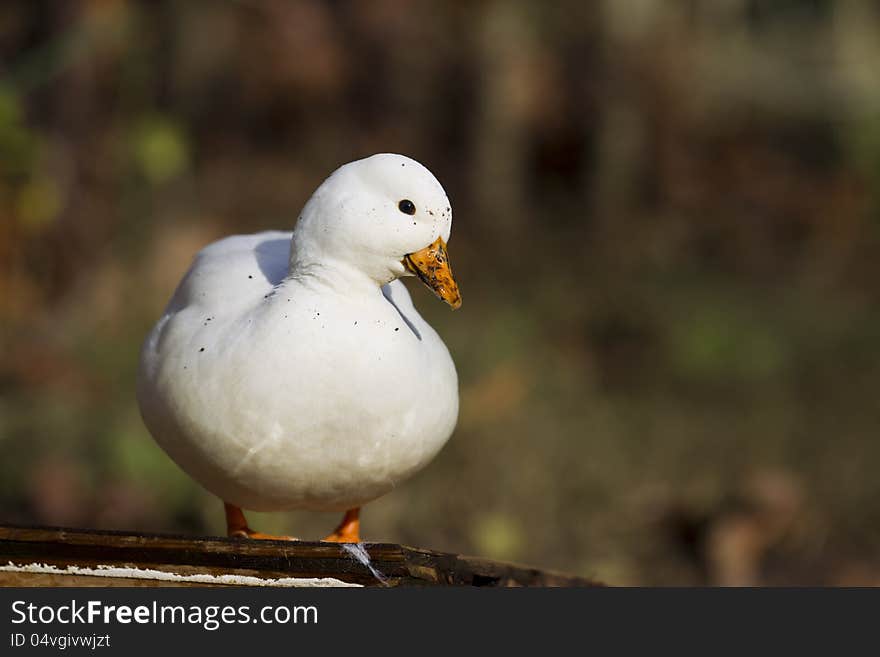 The original of Mini duck that was came from England