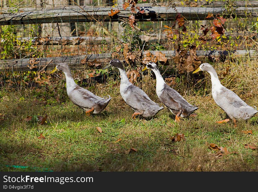 Four ducks are walking around.