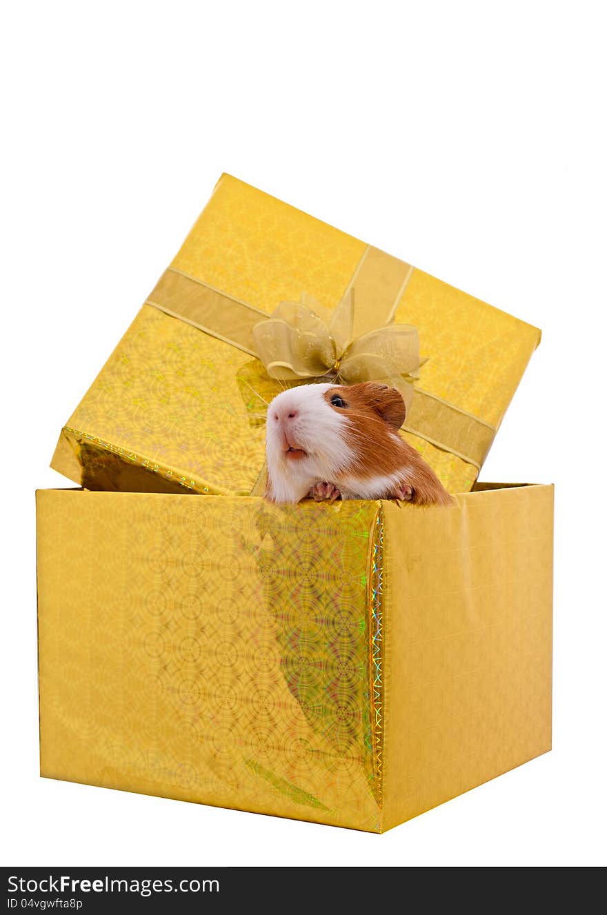 Guinea pig in the present box isolated on  white b