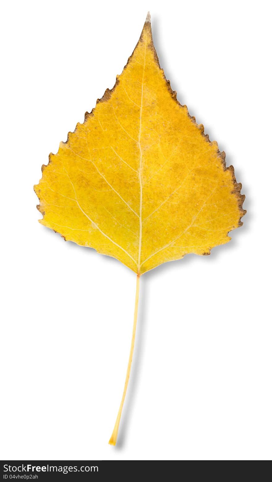 Birch leaf