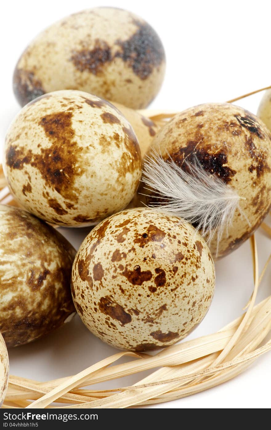 Quail Eggs with Plumelet and Bast closeup on white background