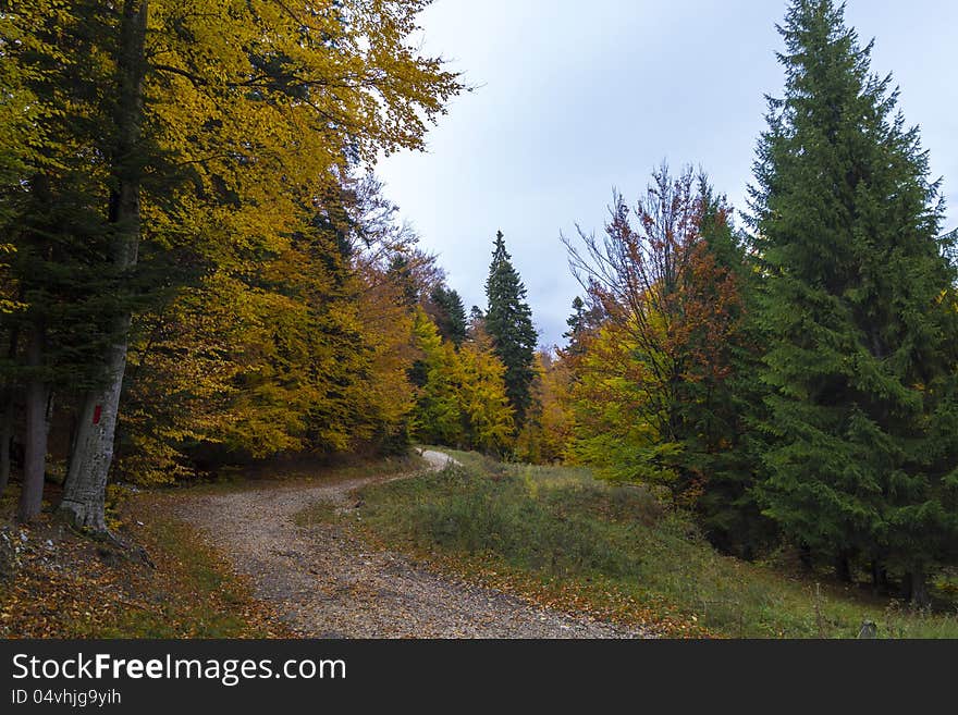 Forrest road in sinaia mountains. Forrest road in sinaia mountains