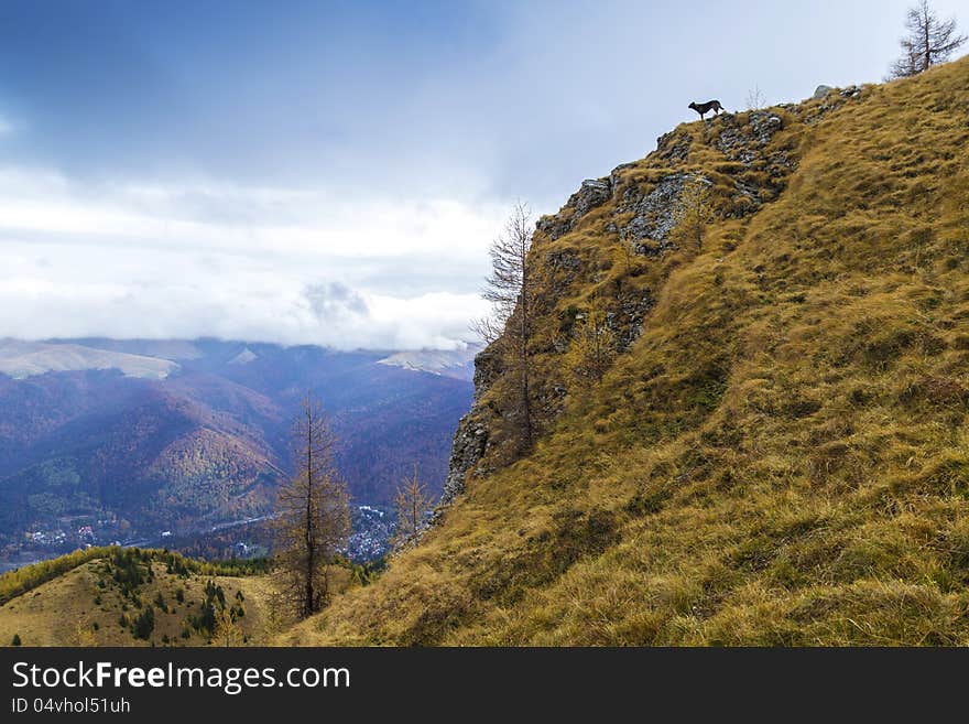 Dog looking into the distance on a cliff. Dog looking into the distance on a cliff