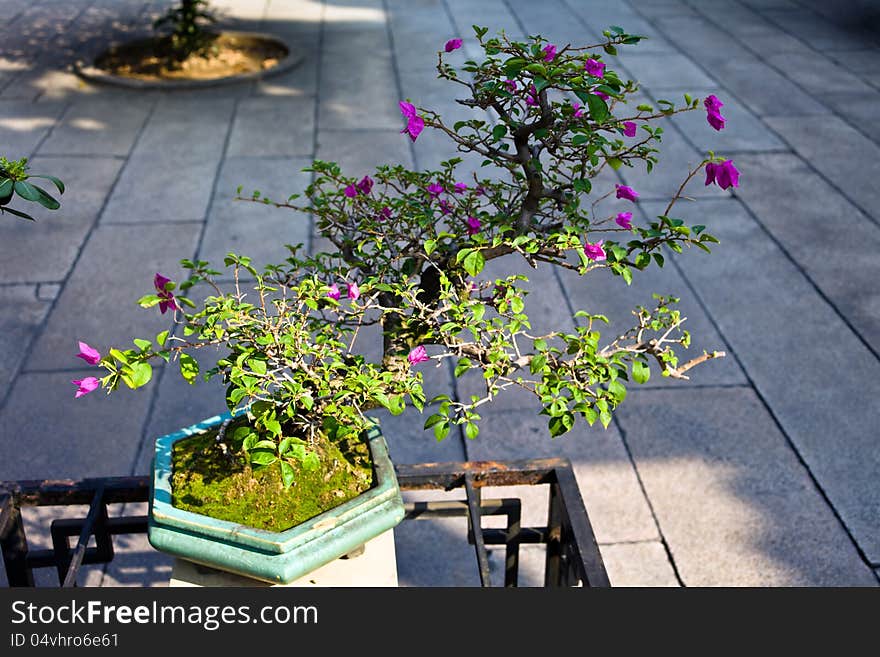 Chinese bonsai