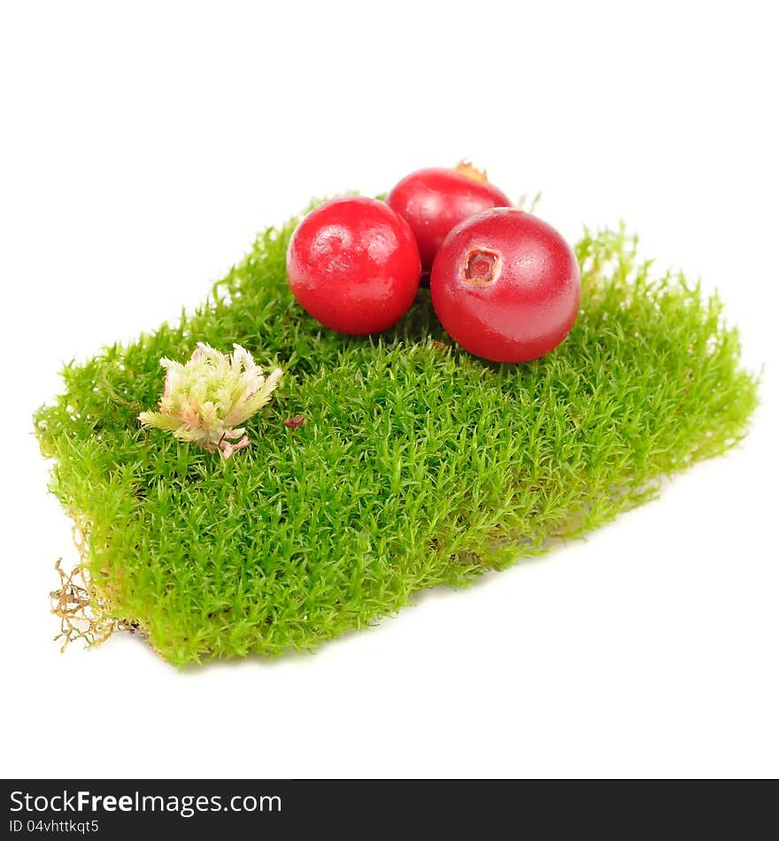 Cranberries on Clump of Green Moss