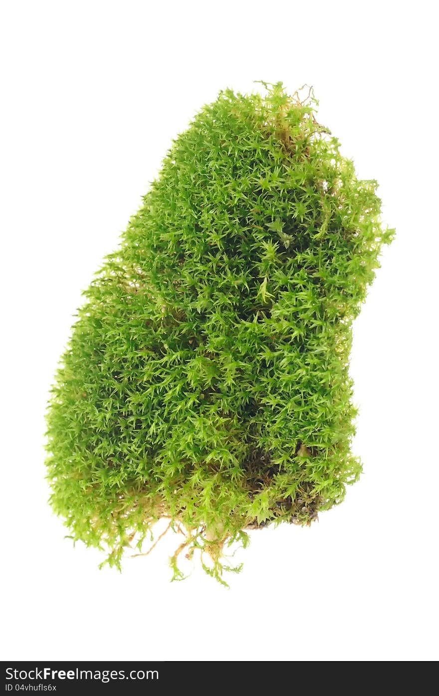 A clump of green moss close-up isolated on a white background - vertical orientation. A clump of green moss close-up isolated on a white background - vertical orientation