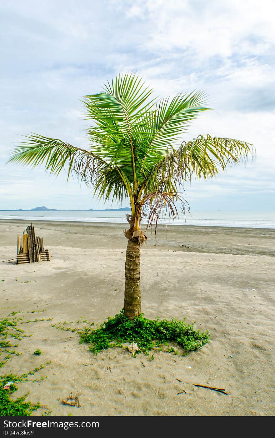 Coconut tree on the beach