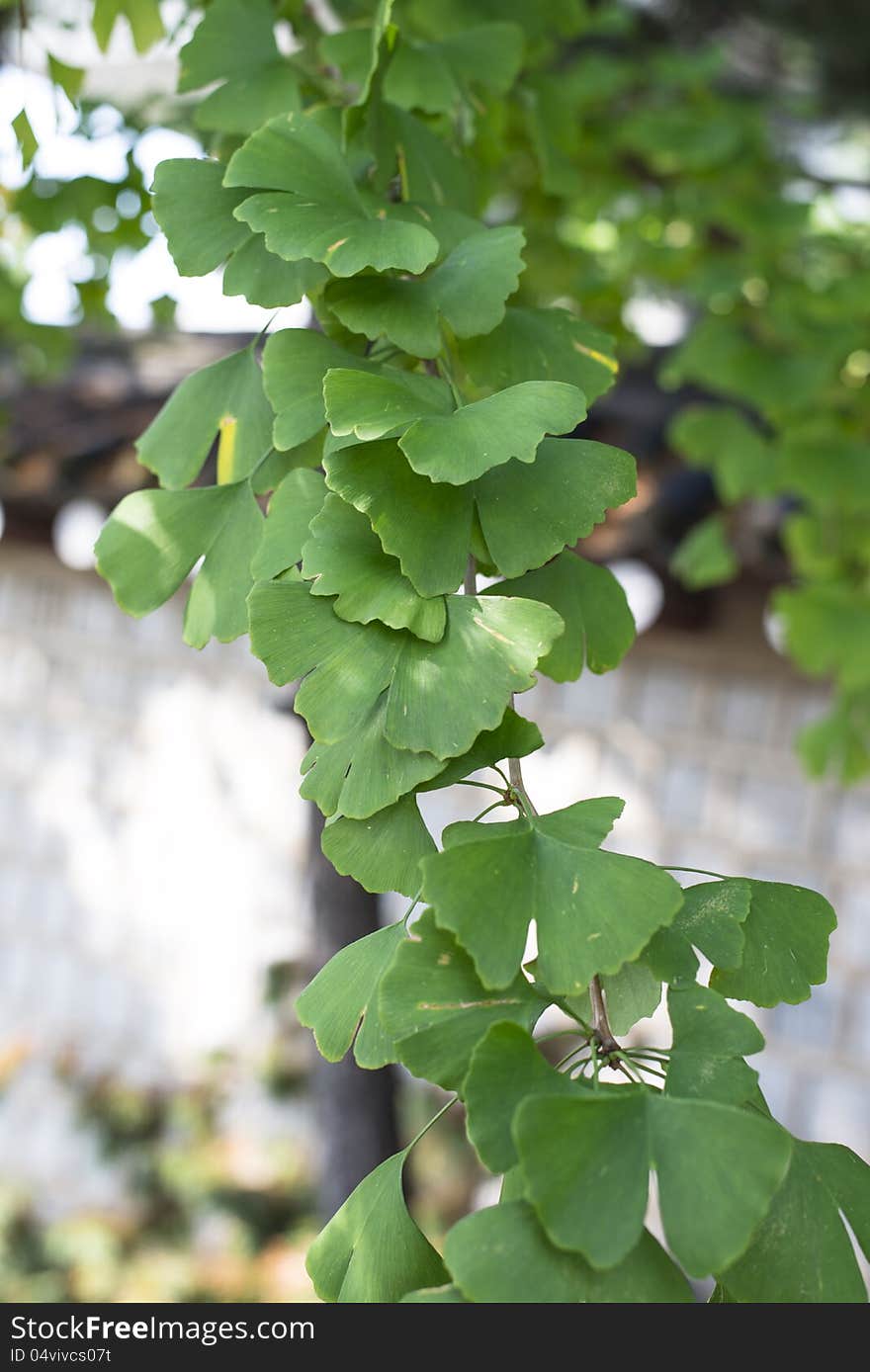 Ginkgo Leaves