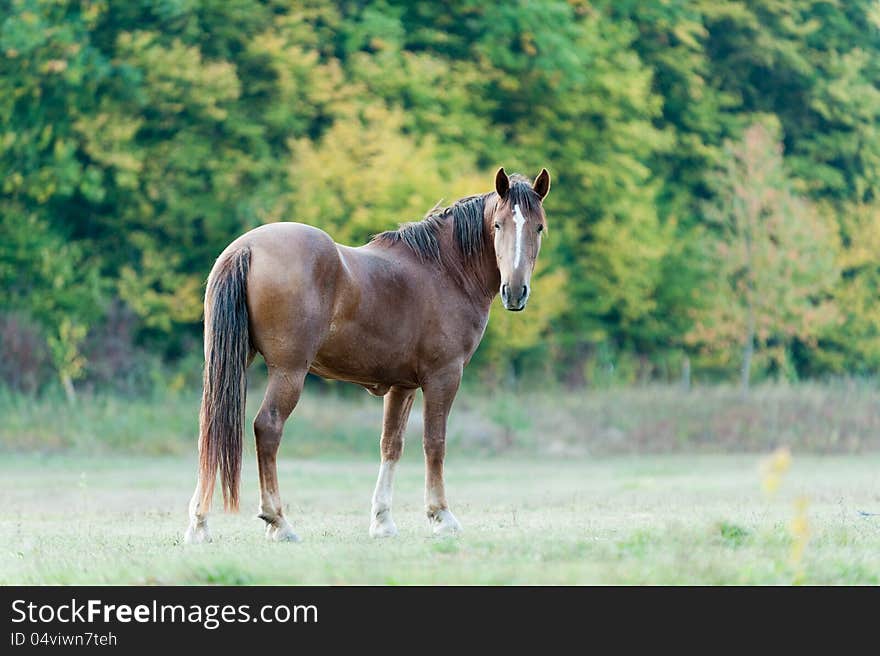 Photo beautiful horse walk freely on green meadow. Photo beautiful horse walk freely on green meadow